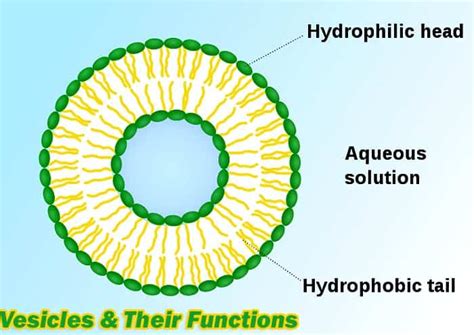 6.9: Vesicles .